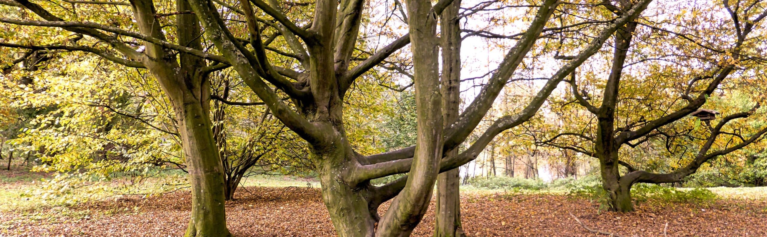 Herbststimmung 2014-005-20141102A