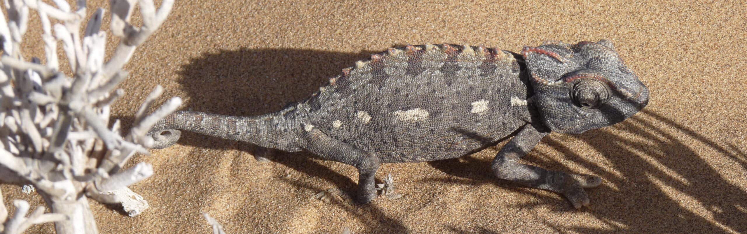 Namibia 2015-1612 Wüstenfahrt Wüstenchamäleon A